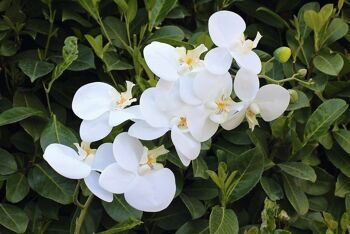 Orchidée décorative "Sophia" blanc VE 62808 1