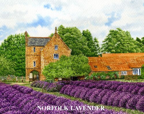 Coaster, Norfolk Lavender, Heacham. Norfolk.