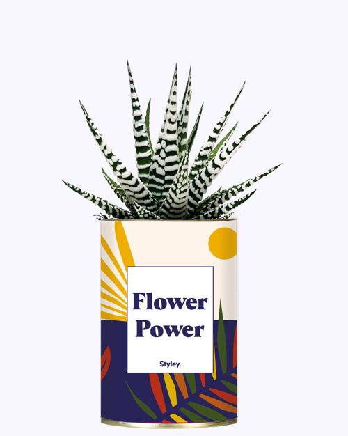 Cactus - Flower Power