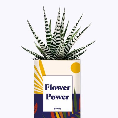 Cactus - Poder de la flor