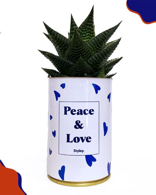 Cactus - Peace & Love