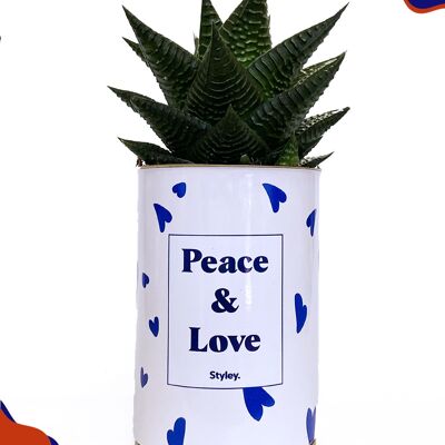 Cactus - Paz y amor