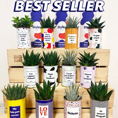 BESTSELLER-PAKET