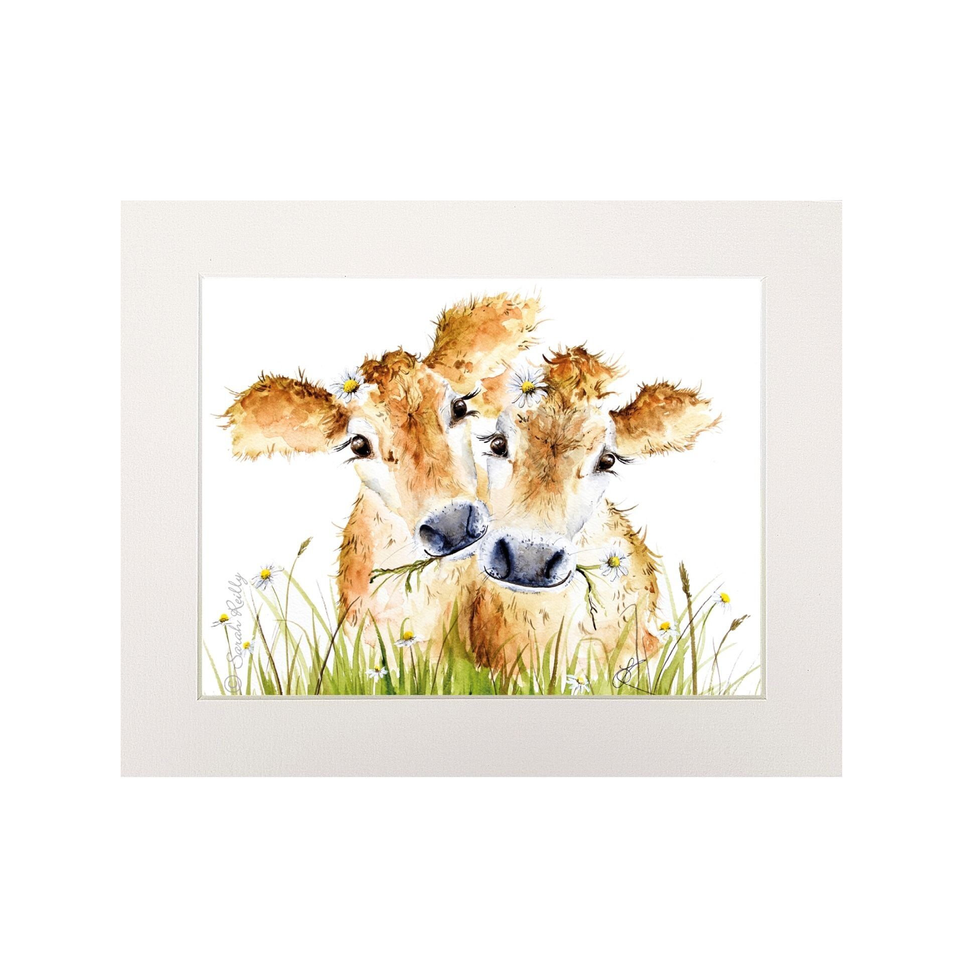 Gänseblümchen Moos mittlerer Druck