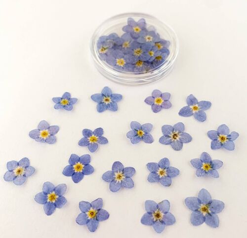 Dried Pressed Forget Me Nots 20 pcs Pot