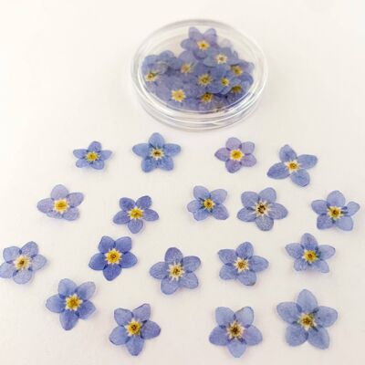 Pot de 20 pièces Forget Me Nots séchées et pressées