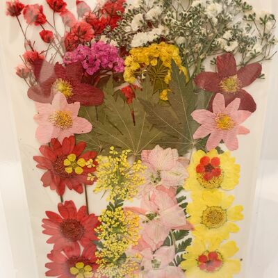 Paquete de flores prensadas secas - 8