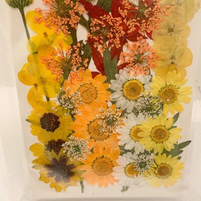 Paquete de flores prensadas secas - 3