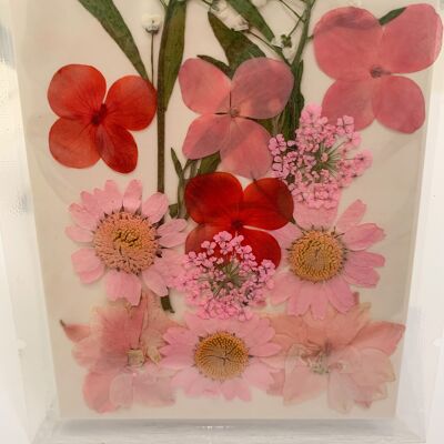 Getrocknete gepresste Blumenpackung - Pink