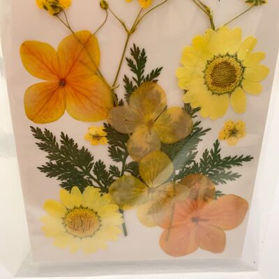 Getrocknete gepresste Blumenpackung - Gelb