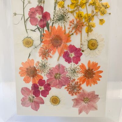 Dried Pressed Flower Pack - 16