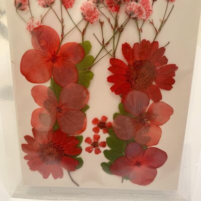 Getrocknete gepresste Blumenpackung - Rot