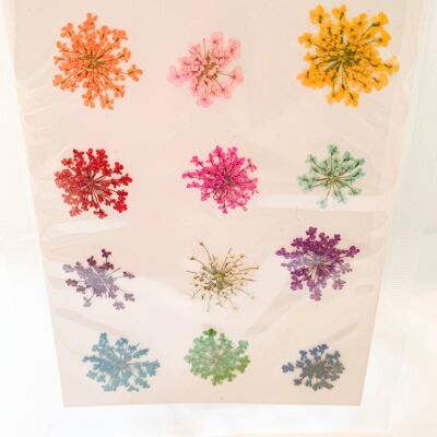 Dried Pressed Flower Pack - Lace
