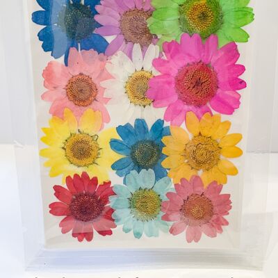 Pack Flores Prensadas Secas - Margaritas