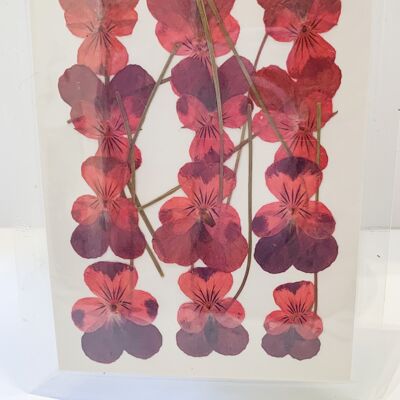 Confezione di fiori pressati essiccati - violette rosse