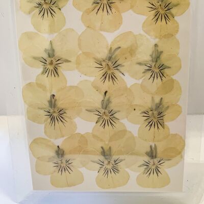 Getrocknete gepresste Blumenpackung - Gelbe Veilchen