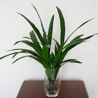 Artificielle 6 Morceau de Cymbidium Feuille Seule Tige Fleur Plastique Herbe Faux Plante