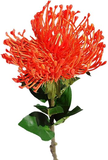 Fleur de Protea de plantation artificielle avec longue tige 2