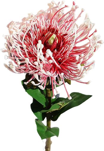 Fleur de Protea de plantation artificielle avec longue tige 4