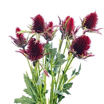 Fiori artificiali di cardo di agrifoglio marino di Eryngium (stelo a 12 teste)