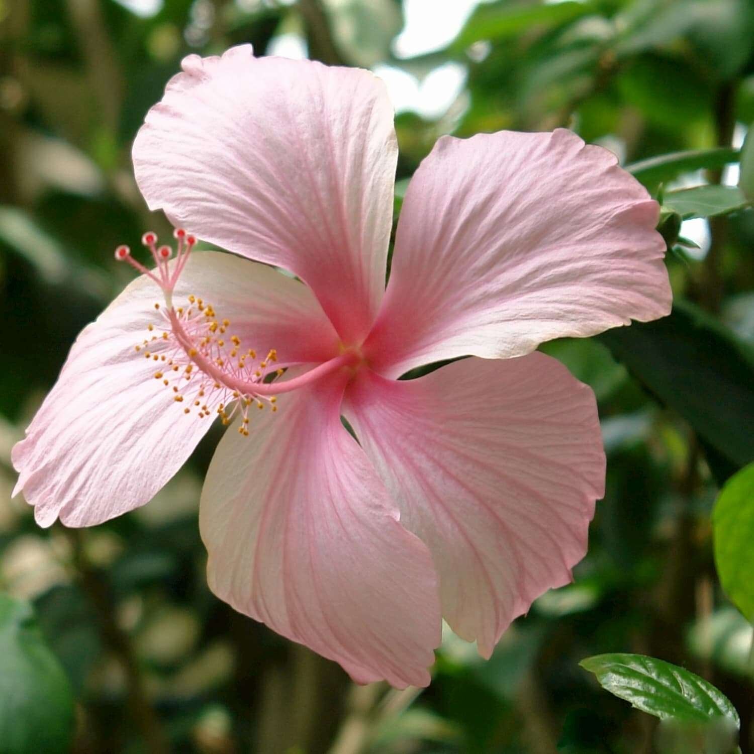 Té de hierbas de hibisco 100g