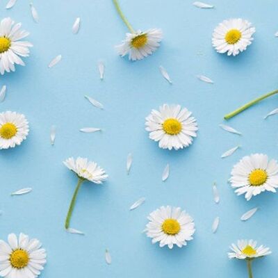 Daisy - Fragrance Oil 50ml