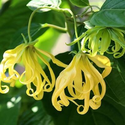 Relaxing Ylang Ylang - Malton - Fragrance Oil 50ml