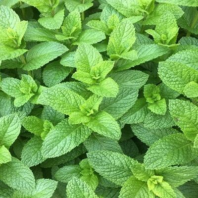 Spearmint - Fragrance Oil 50ml