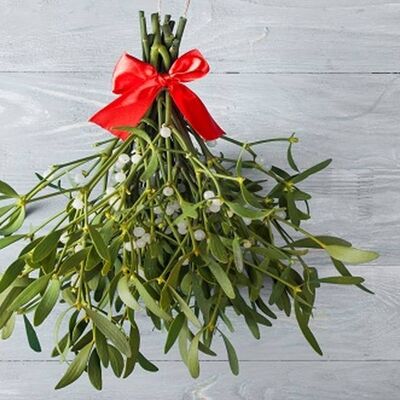 Under The Mistletoe - Fragrance Oil 50ml