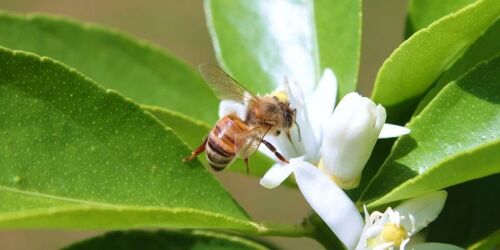 Lime blossom honey