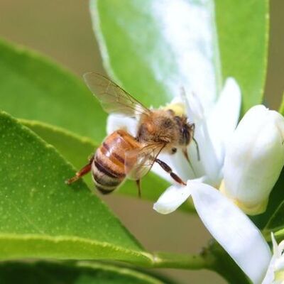 Lime blossom honey