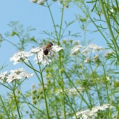 Coriander blossom honey