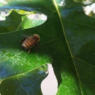 Bosco - forest honey