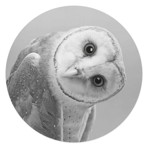 Acryl Art Barn Owl 50x50 cm