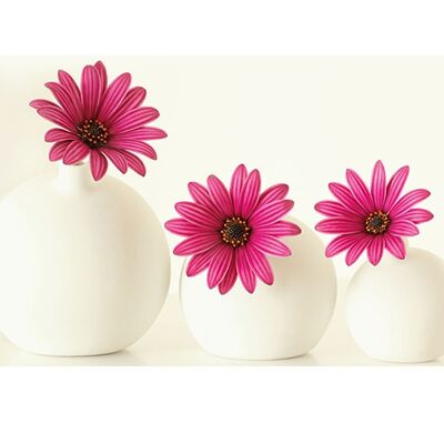 Alyson Fennell (Pink Cape Daisies) , 60 x 80cm , PPR40603