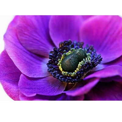 Alyson Fennell (Purple Anemone) , 60 x 80cm , PPR40604