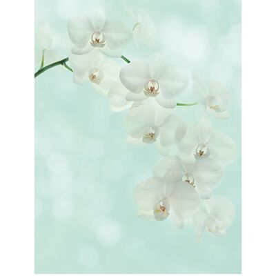 Alyson Fennell (White Orchid) , 60 x 80cm , PPR40606