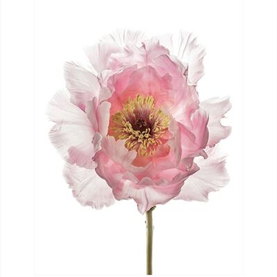 Alyson Fennell (Champagne Pink Peony) , 60 x 80cm , PPR40696