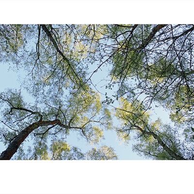 Alyson Fennell (Spring Morning Tree Tops) , 60 x 80cm , PPR40697
