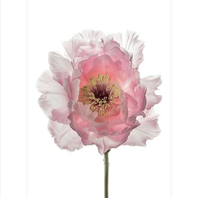 Alyson Fennell (Champagne Pink Peony) , 30 x 40cm , PPR44369