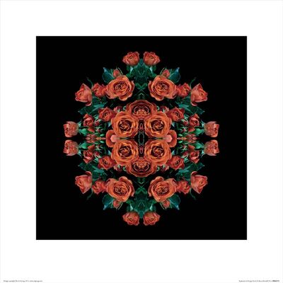 Alyson Fennell (Explosion of Orange Roses) , 40 x 40cm , PPR45571