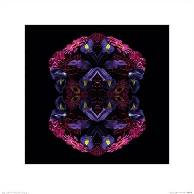 Alyson Fennell (Floral Nirvana) , 40 x 40cm , PPR45573