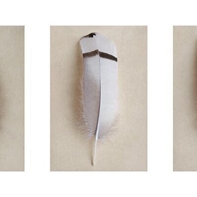 Alyson Fennell (Egyptian Goose Feather Triptych) , 50 x 100cm , PPR41164