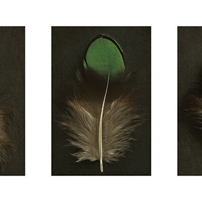 Alyson Fennell (Green Peacock Feather Triptych) , 50 x 100cm , PPR41162