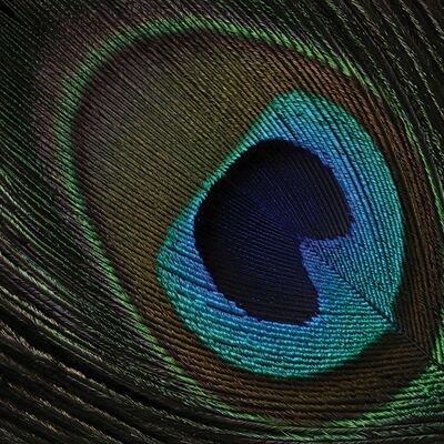Alyson Fennell (Peacock Feather Eye) , 60 x 80cm , PPR40908