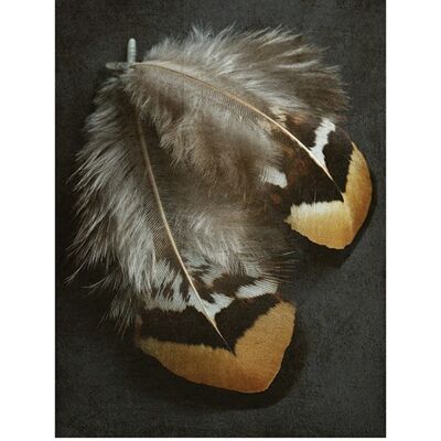 Alyson Fennell (Pheasant Feather Duo) , 60 x 80cm , PPR40911