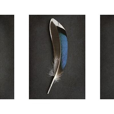 Alyson Fennell (Sapphire Mallard Feather Triptych) , 50 x 100cm , PPR41163
