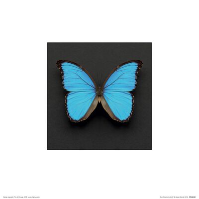 Alyson Fennell (Blue Morpho Butterfly) , 30 x 30cm , PPR48288