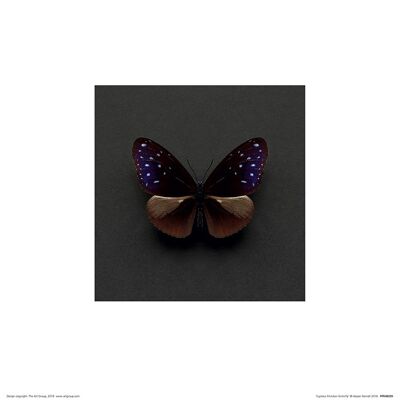 Alyson Fennell (Euploea Mulciber Butterfly) , 30 x 30cm , PPR48289