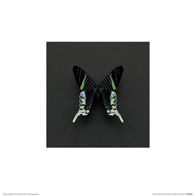 Alyson Fennell (Green Banded Urania Butterfly) , 30 x 30cm , PPR48287